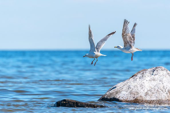 Seagulls Latvia June 2018