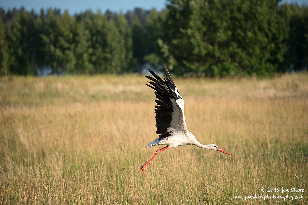 Stork Latvia June 2018