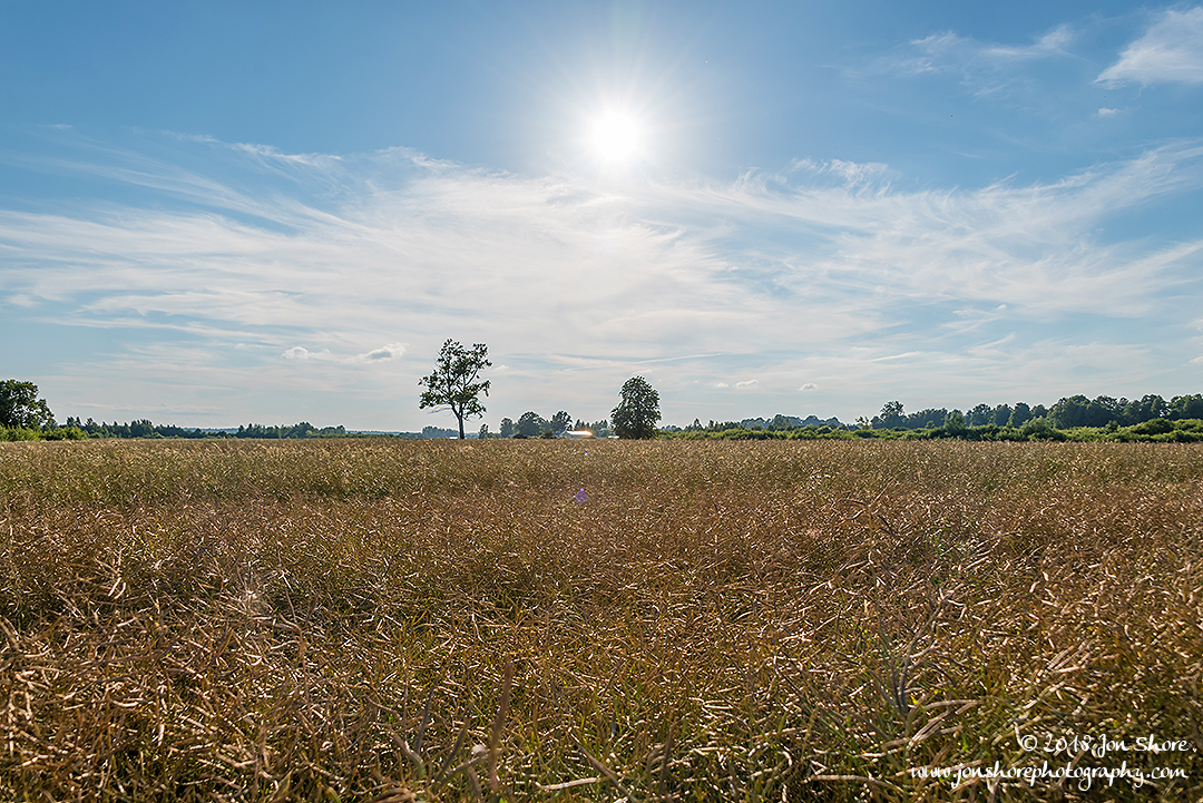 Wheat Latvia July 2018