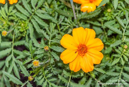 Yellow Flower Latvia June 2018