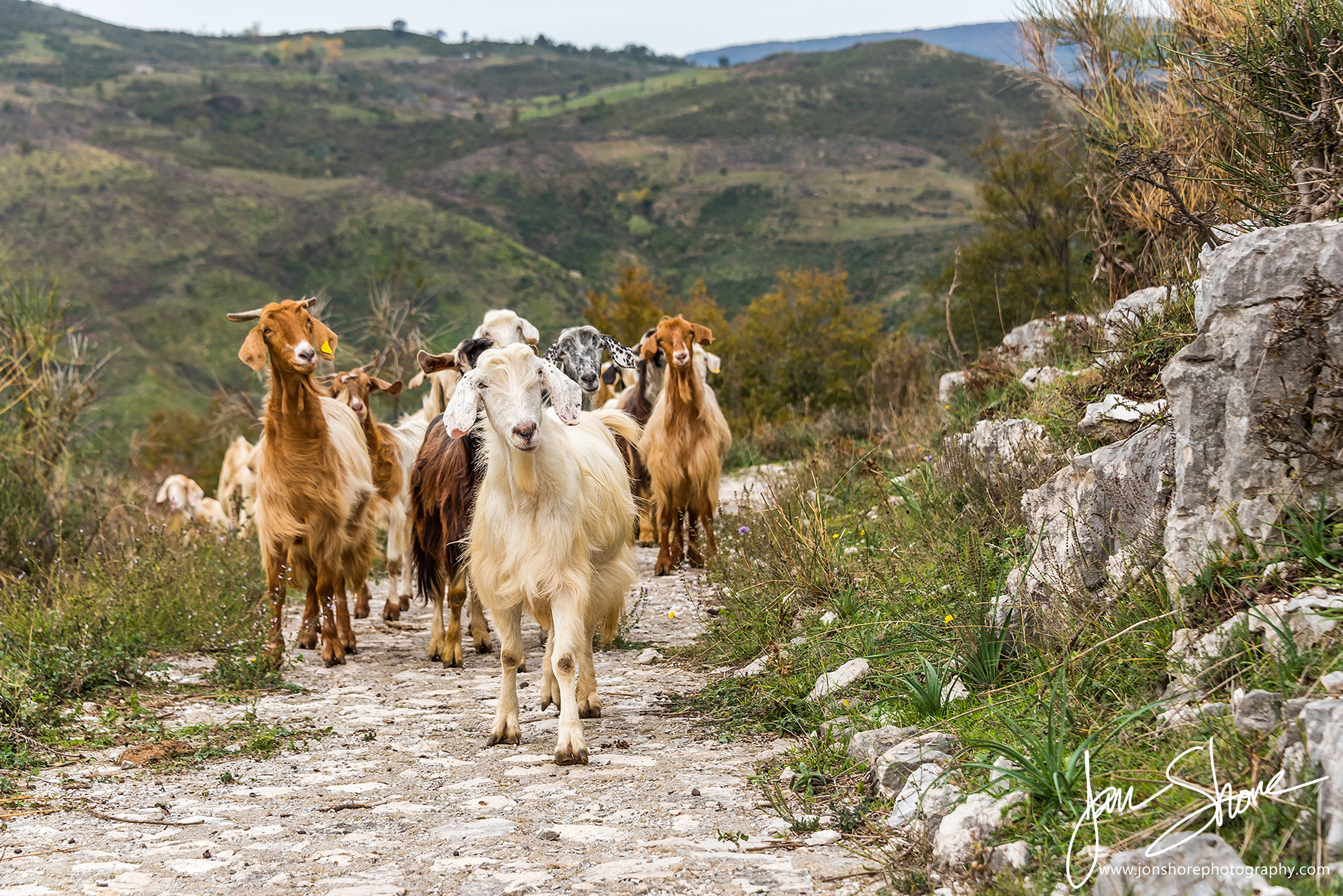 Goats in the mountains of Southern Italy