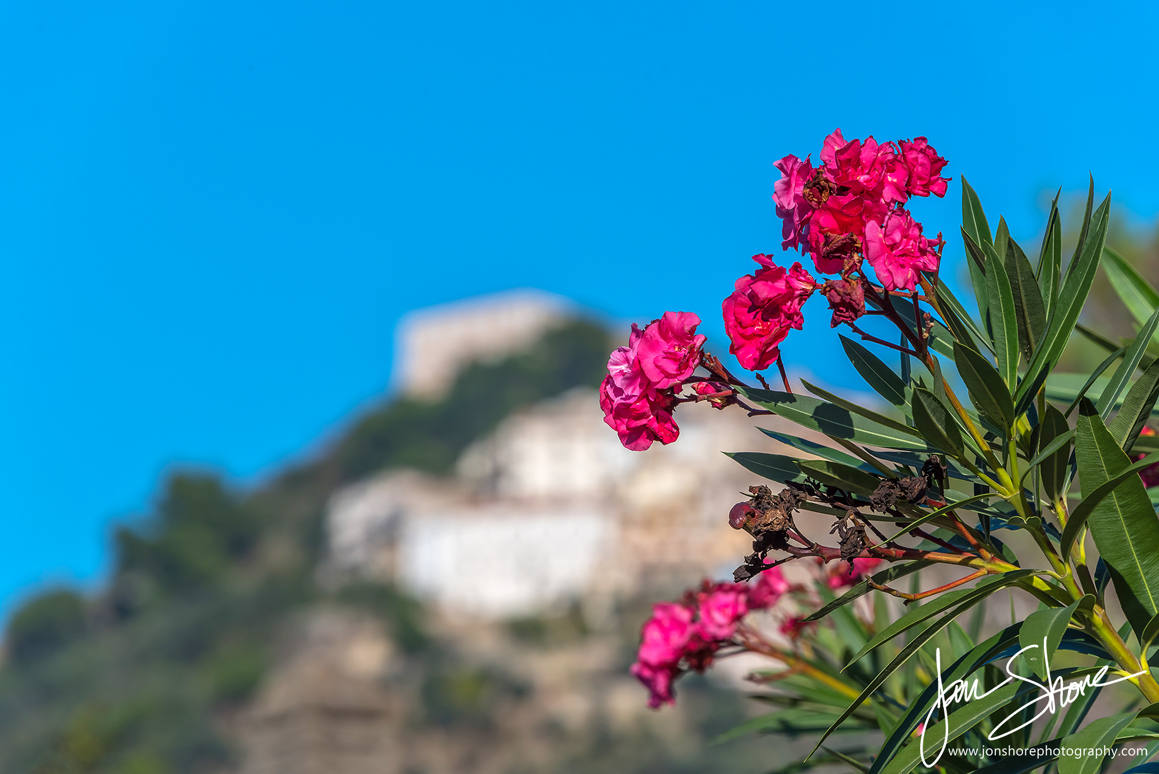 Pink Bougainvillea Flowers Southern Italian Coast
