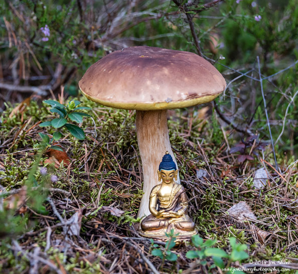 Golden Buddha Meditation Mushroom