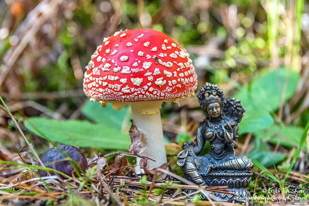 Green Tara Meditation Mushroom