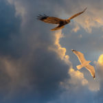 Sunset Seagull and Marsh Harrier in a Blue Sky Riga Latvia by Jon Shore March 2020 72dpi-8496