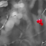 BW Red Berries Autumn Kemeri Latvia by Jon Shore October 2021 72dpi-0642