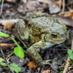 Frog Burtnieki Latvia by Jon Shore June 2021 72dpi-3424