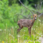 Small Deer Burtnieki Latvia by Jon Shore May 2021 72dpi-2620