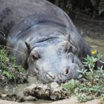 HippoDenver Zoo by Jon Shore 72dpi