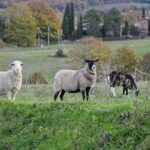 Sheep Monteleone d’Orvieto Umbria Italy November 2021 by Jon Shore 600dpi 2615 1